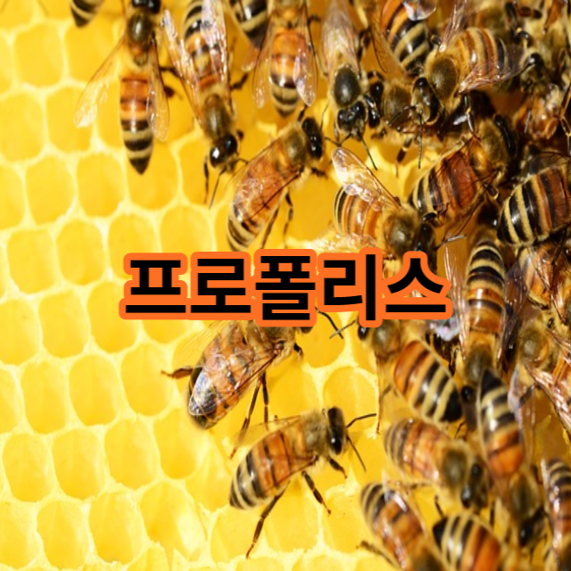  프로폴리스 효능 섭취 시간 부작용 알고 선택하세요