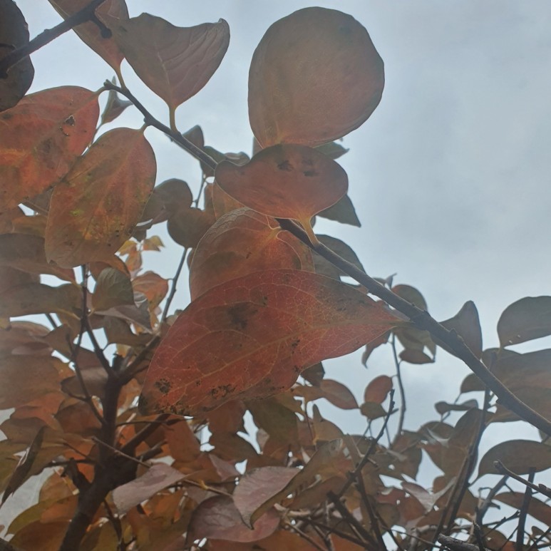 가을 감나무 사진 감나무의 4