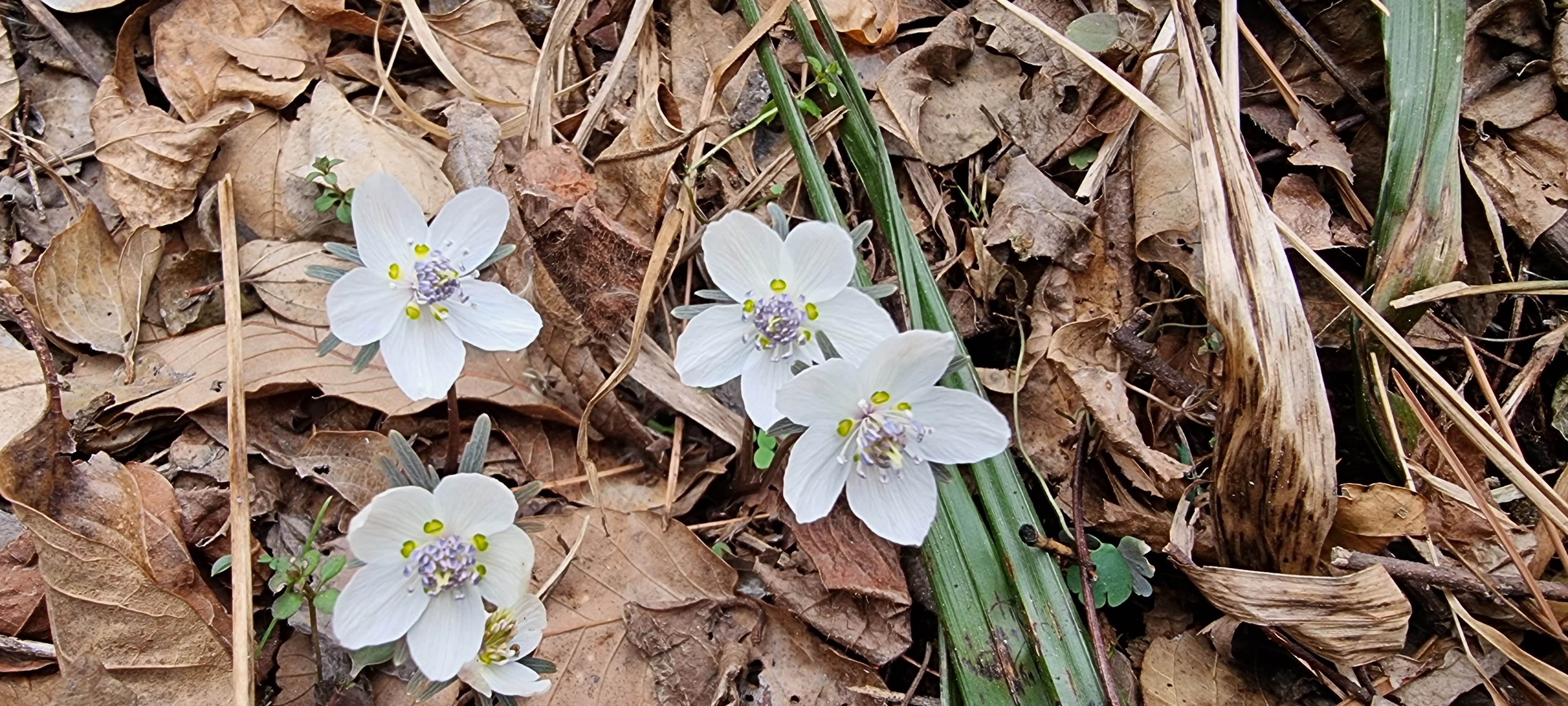 변산바람꽃 33