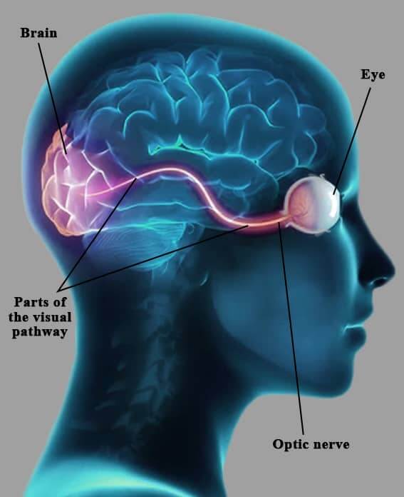 Optic nerve