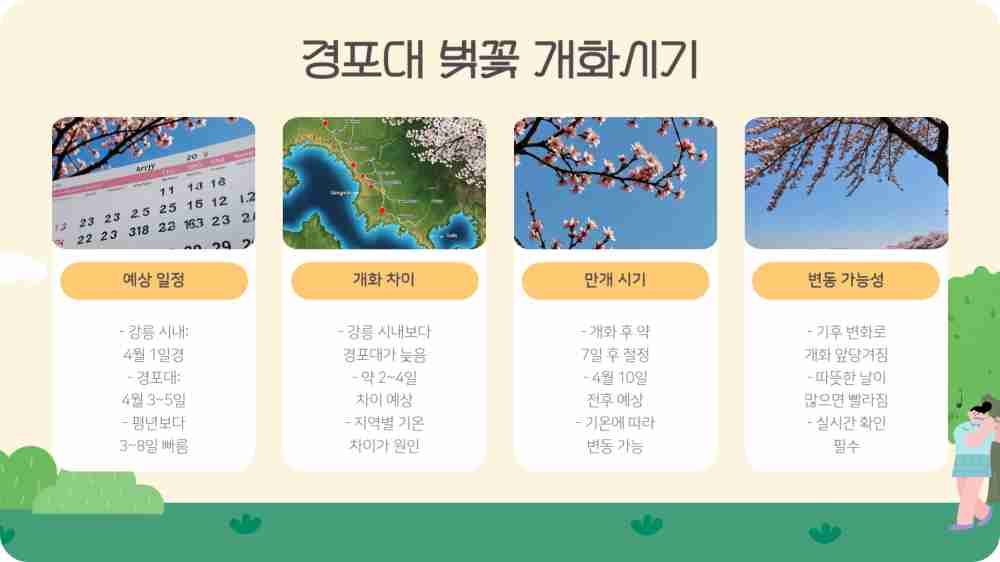 경포대 벚꽃 개화시기 개화상황 CCTV 확인하기