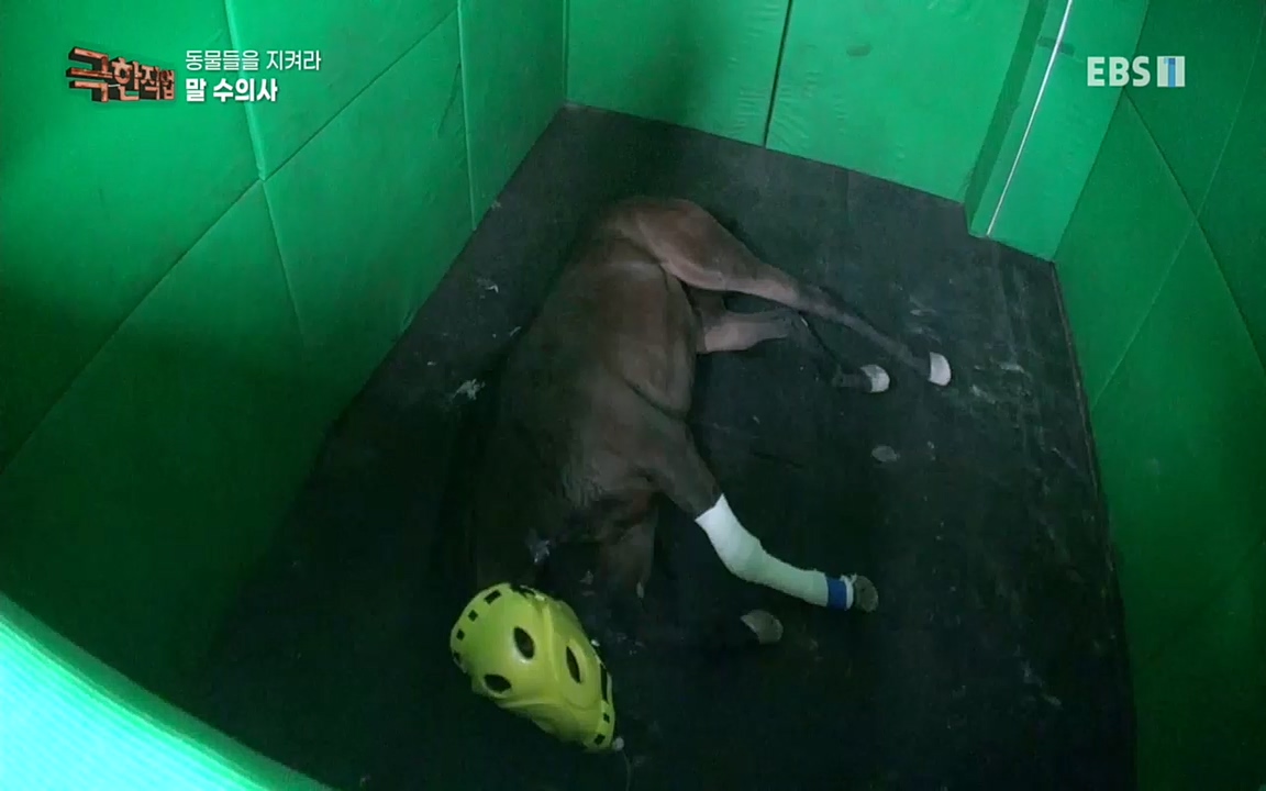 TV - 교육의 중심 EBS동물들을 지켜라, 수의사와 유기 동물 구조팀.mp4_20220913_200144.140.jpg