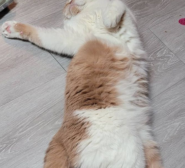  고양이 수염빠짐의 원인과 예방법