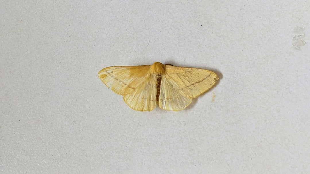 Moth