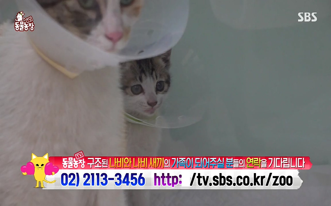 TV 동물농장.E1075.220627p-NEXT.mp4_20220626_175616.480.jpg
