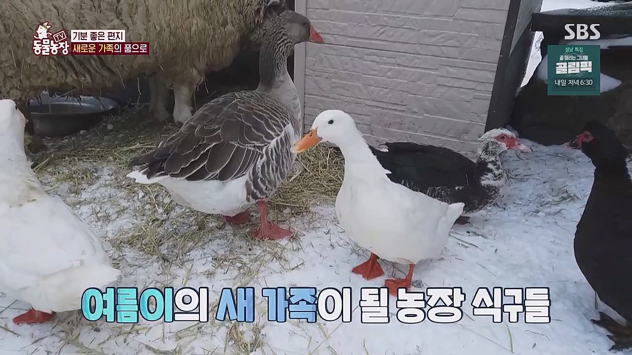 TV 동물농장.E1104.230123p.WANNA.mp4_20230123_195425.458.jpg