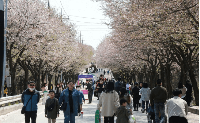 벚꽃 축제 일정