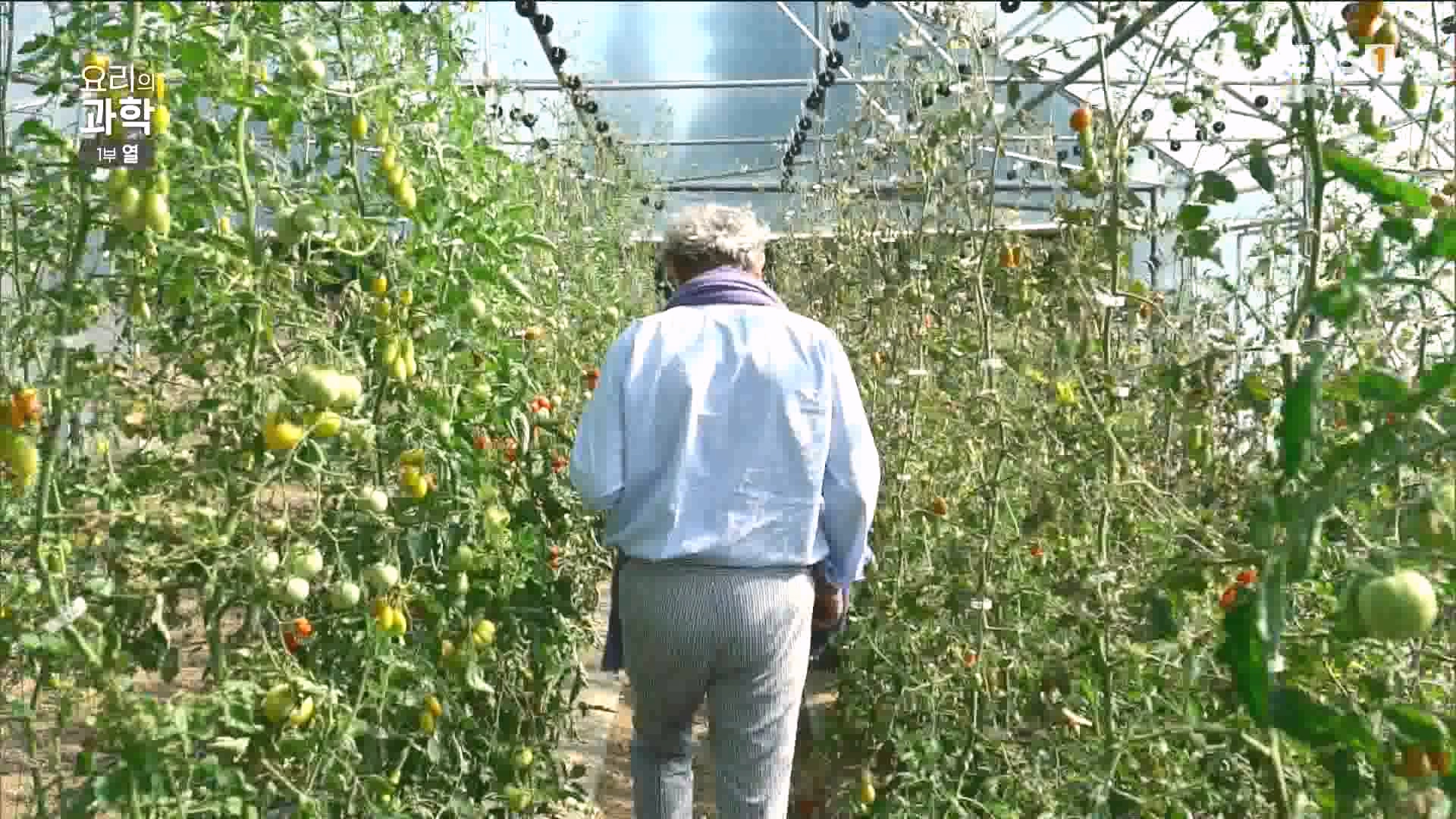 [다큐 스페셜] 요리의 과학 - 1부 열.mp4_20240411_194552.207.jpg