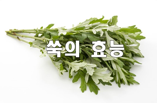  쑥의 효능
