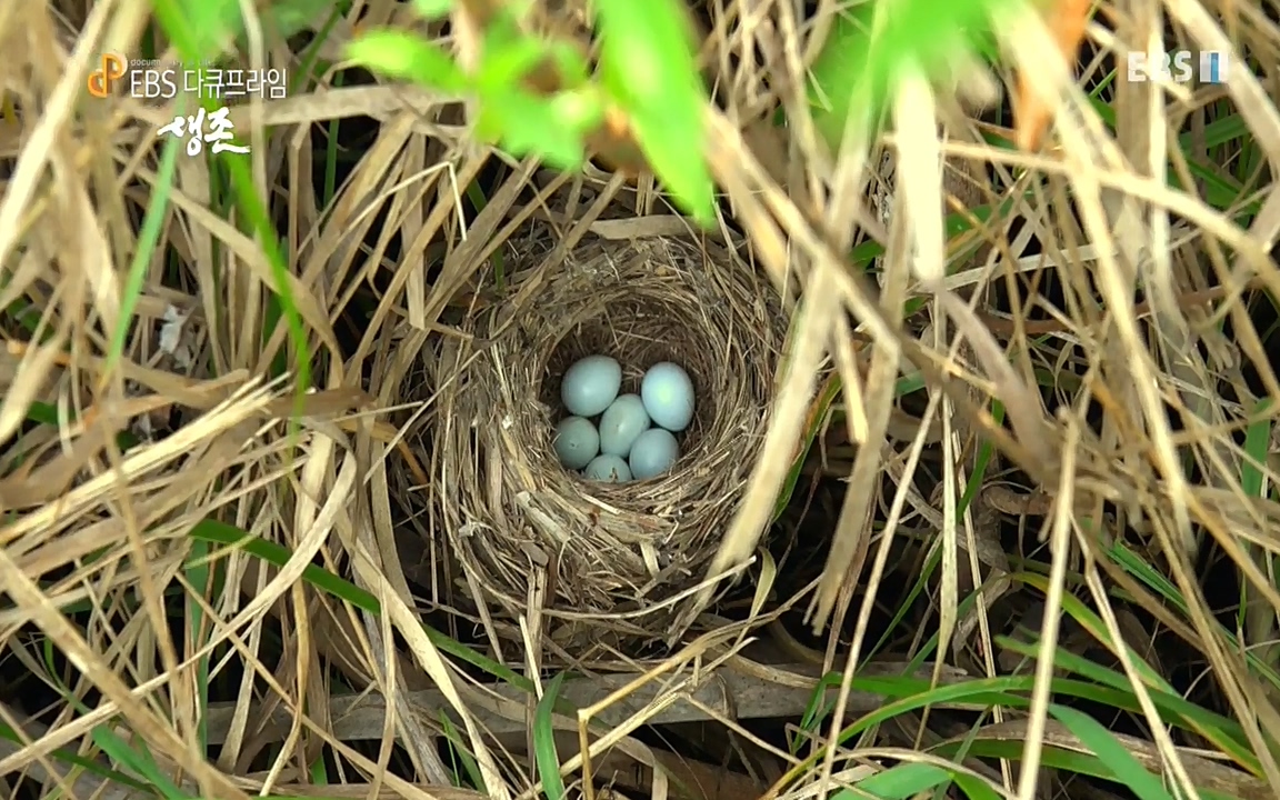 생존 3부_ EBS 다큐프라임_ 220629.avi_20220701_203629.873.jpg