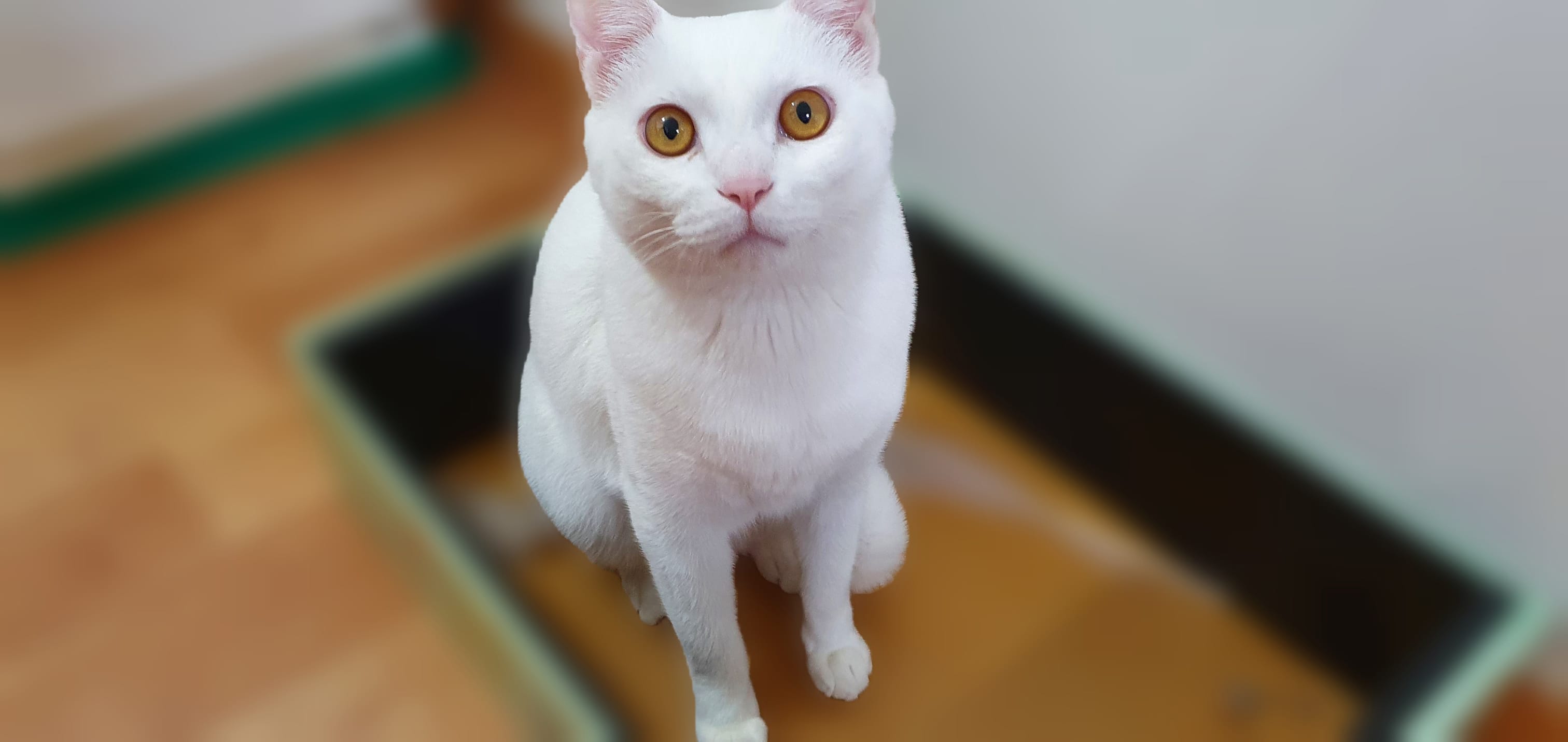 윈도우11_사진앱으로배경을_제거하거나_흐리게처리하기_10