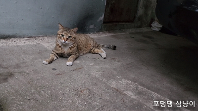 뚱뚱-하고-귀여운-고양이-빵빵아!-이름-부르니-예쁘게-쳐다보고-있다..