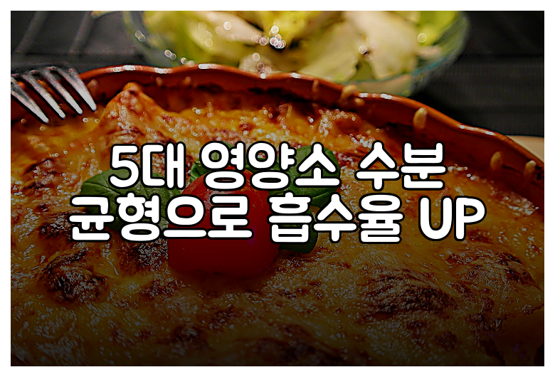 5대 영양소 수분 균형으로 흡수율 UP