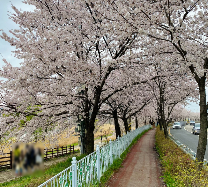추천대교 벚꽃 이미지 1