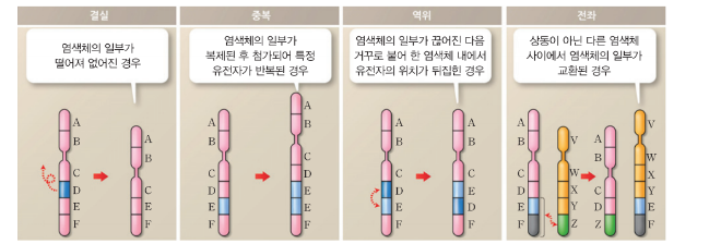  생명과학1: 4-4단원 ( 염색체 이상과 유전자 이상- 염색체 돌연변이,염색체 수 이상,유전자 돌연변이,혈우병)