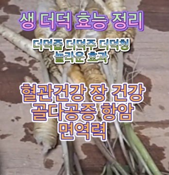 생-더덕즙-효능-더덕청-더덕순-효과