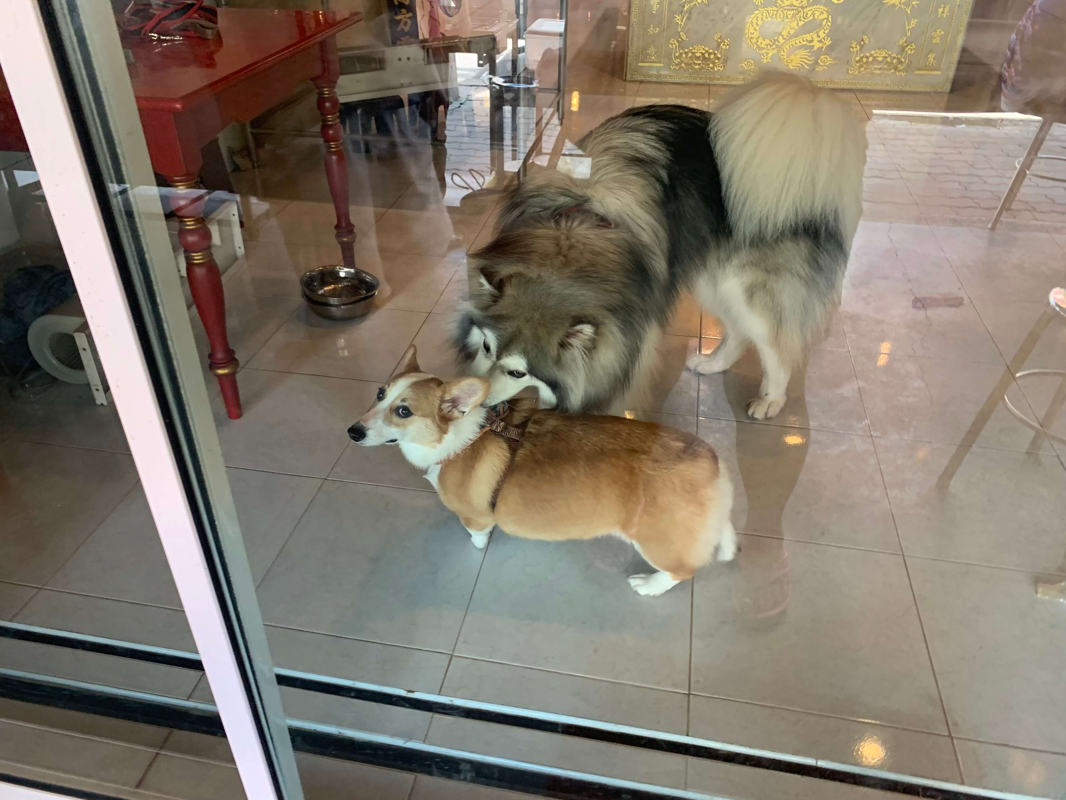 두마리 강아지가 상주해있어요