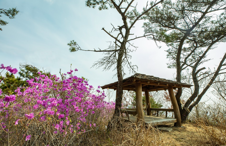 부여 옥산 옥녀봉 진달래1