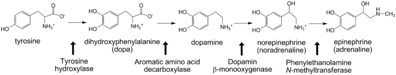 도파민과 노르에피네프린. 노르에피네프린은 도파민에서 합성된다