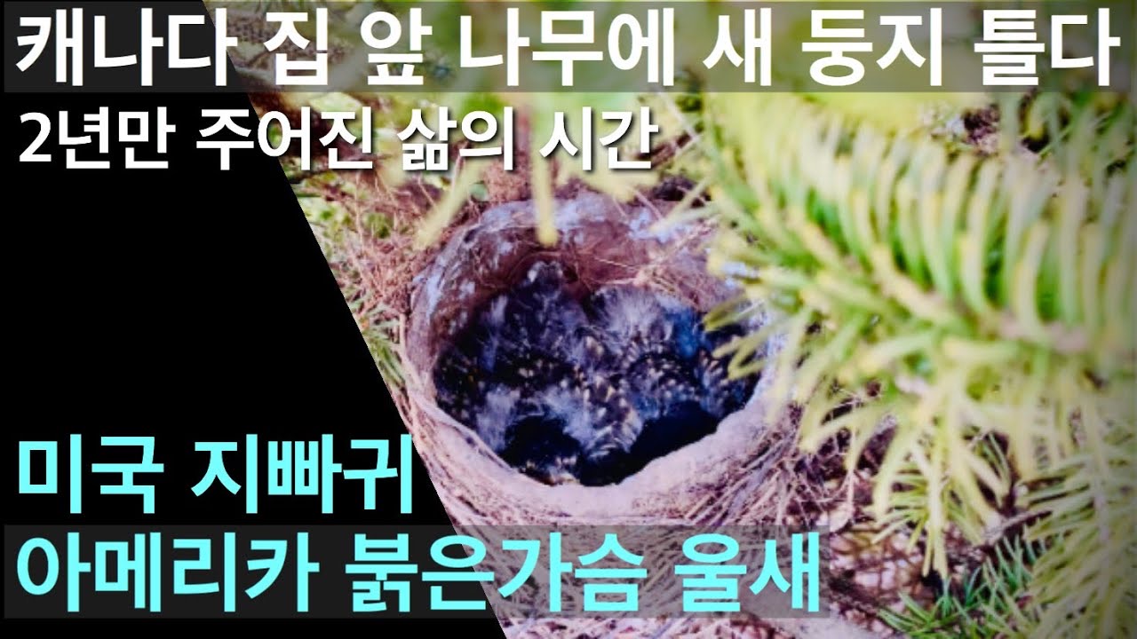  캐나다 집 앞 나무에 새 둥지 아기새