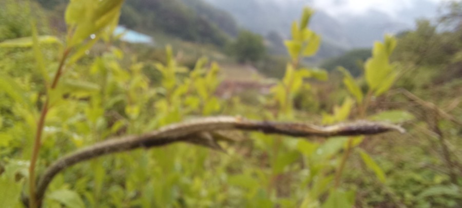  칡순 효능