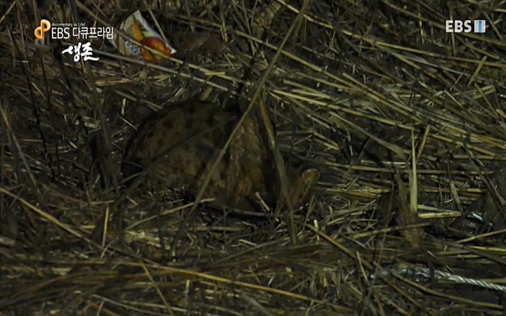 EBS 다큐프라임_ 220628.avi_20220629_210216.509.jpg
