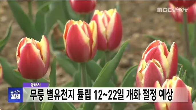 강원도 무릉별유천지 라벤더 축제 일정 입장료 총정리_6