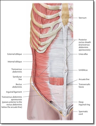 복부에 위치한 근막과 근육들을 나타낸 그림