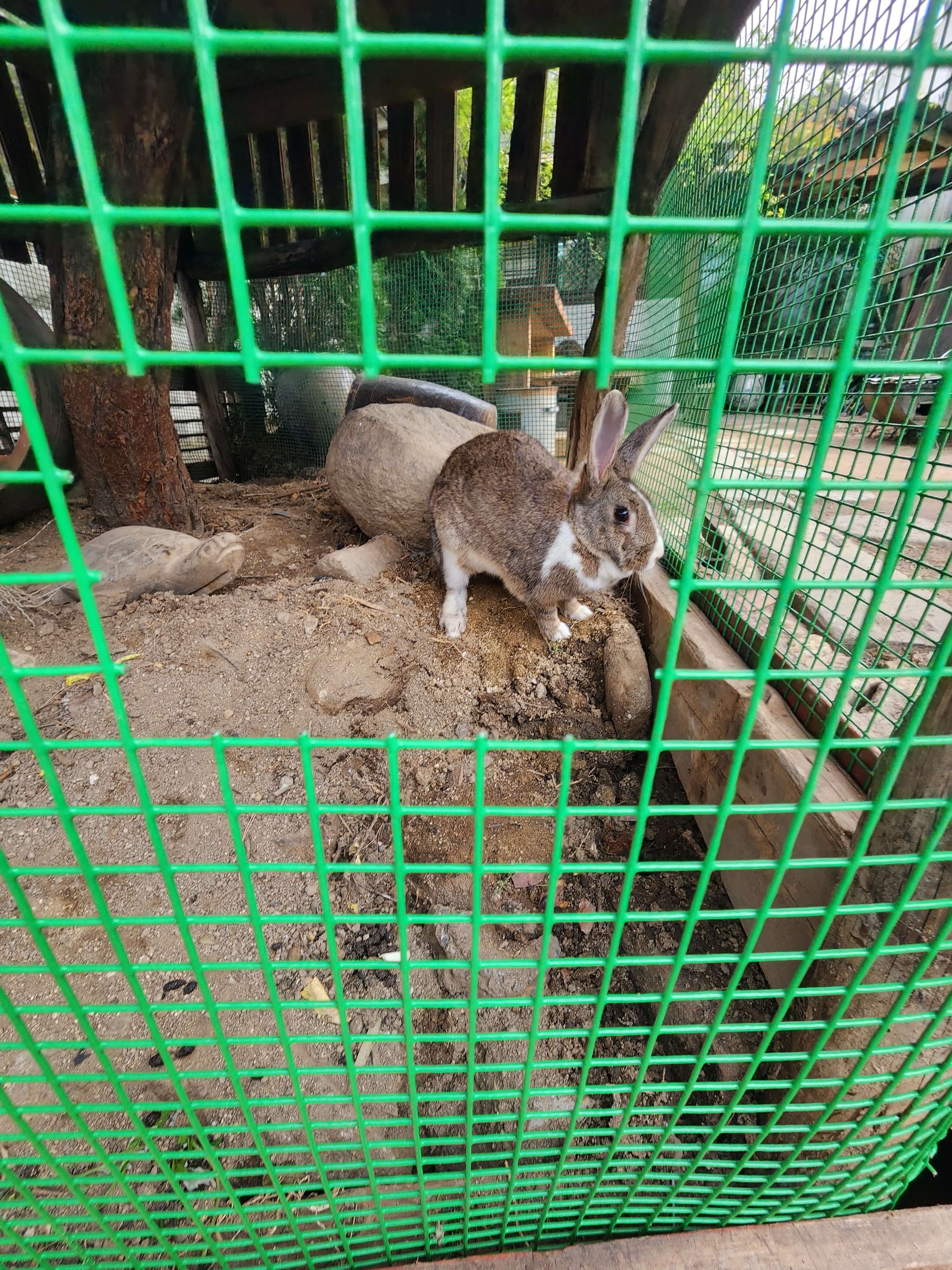 전주 애견동반 갈만한 곳 전주난장