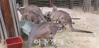 부산동물원 대형동물원 24개월 미만 무료 연중무휴 완벽 이용 가이드_14