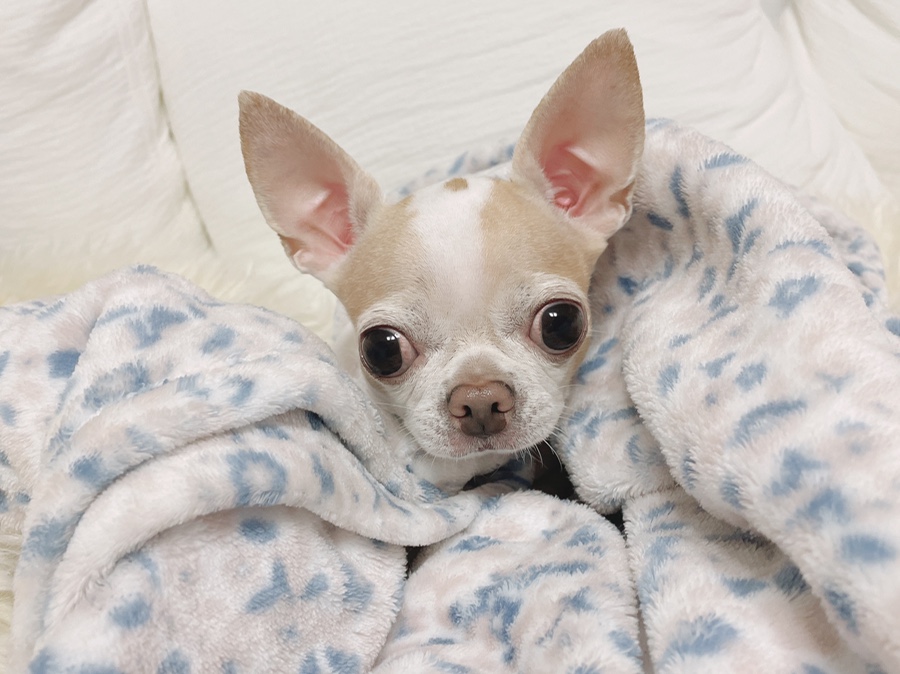 단모 성격 털빠짐 주의점 15