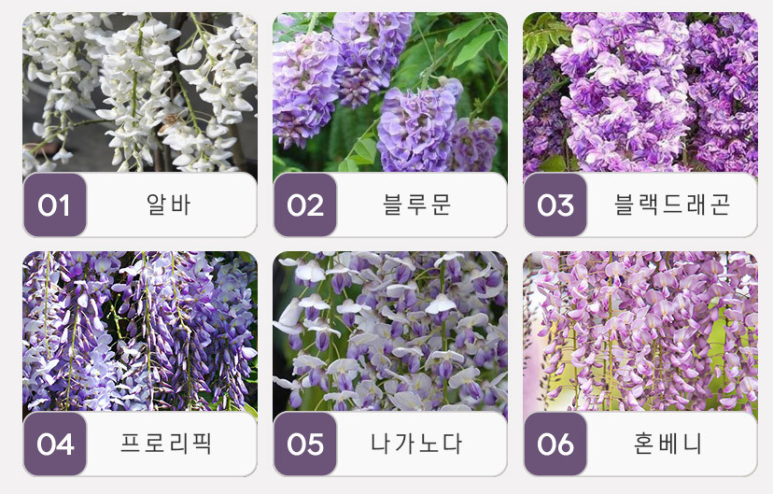 덩굴나무는 어떤 것이 있을까요? #등수국 4