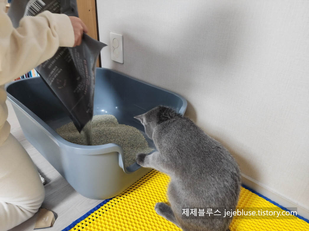 고양이-화장실-교육