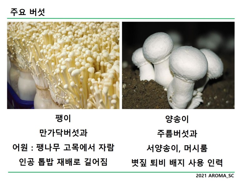 '송이버섯, 느타리버섯, 팽이버섯, 표고버섯, 양송이' 국내 주요 생산 버섯 종류 5