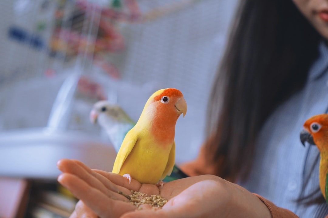 Parrot