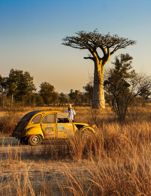 baobab trees 바오밥나무