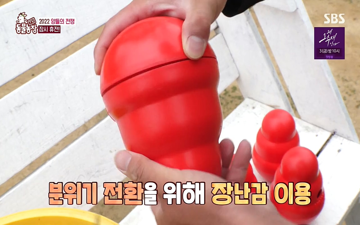 TV 동물농장.E1071.220530p-NEXT.mp4_20220529_174713.838.jpg