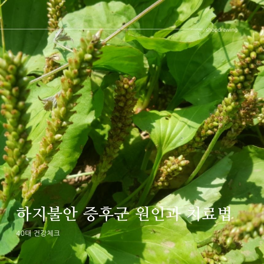  차전자피 : 장 건강의 비밀 무기 쾌변과 변비해결에 식이섬유의 효능