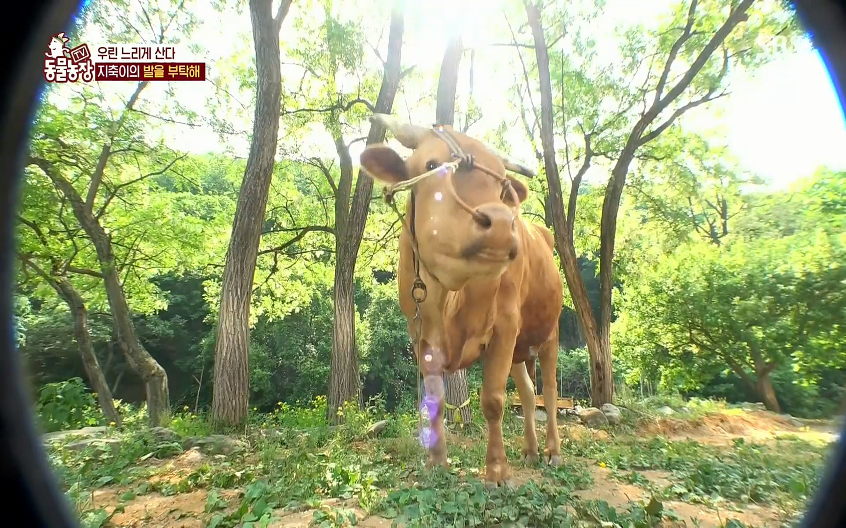 TV 동물농장.E1074.220619p.H264-F1RST.mp4_20220619_181857.755.jpg
