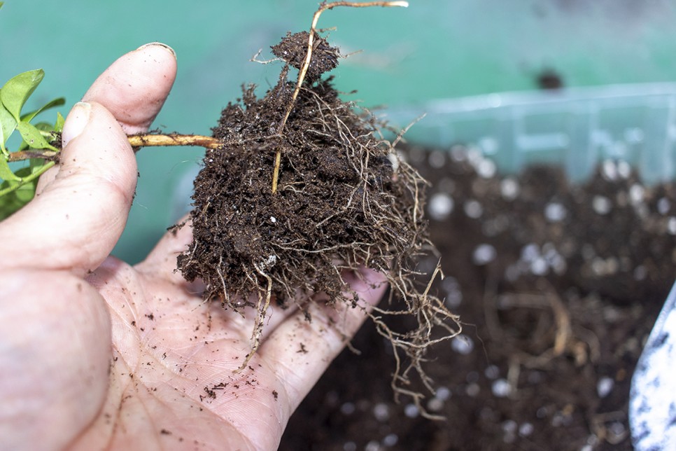 겨울에 구입한 구아바나무 분갈이후 3