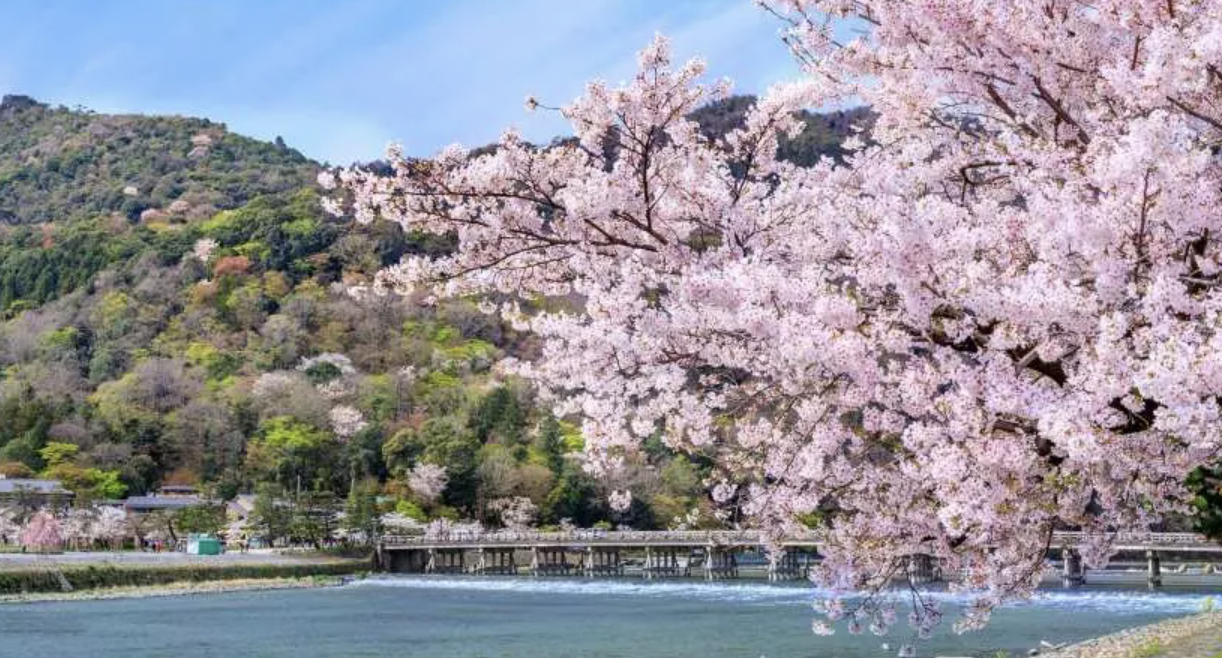 2023 오사카 벚꽃 축제 Best 05 Best Blossom Spots + Near Kyoto