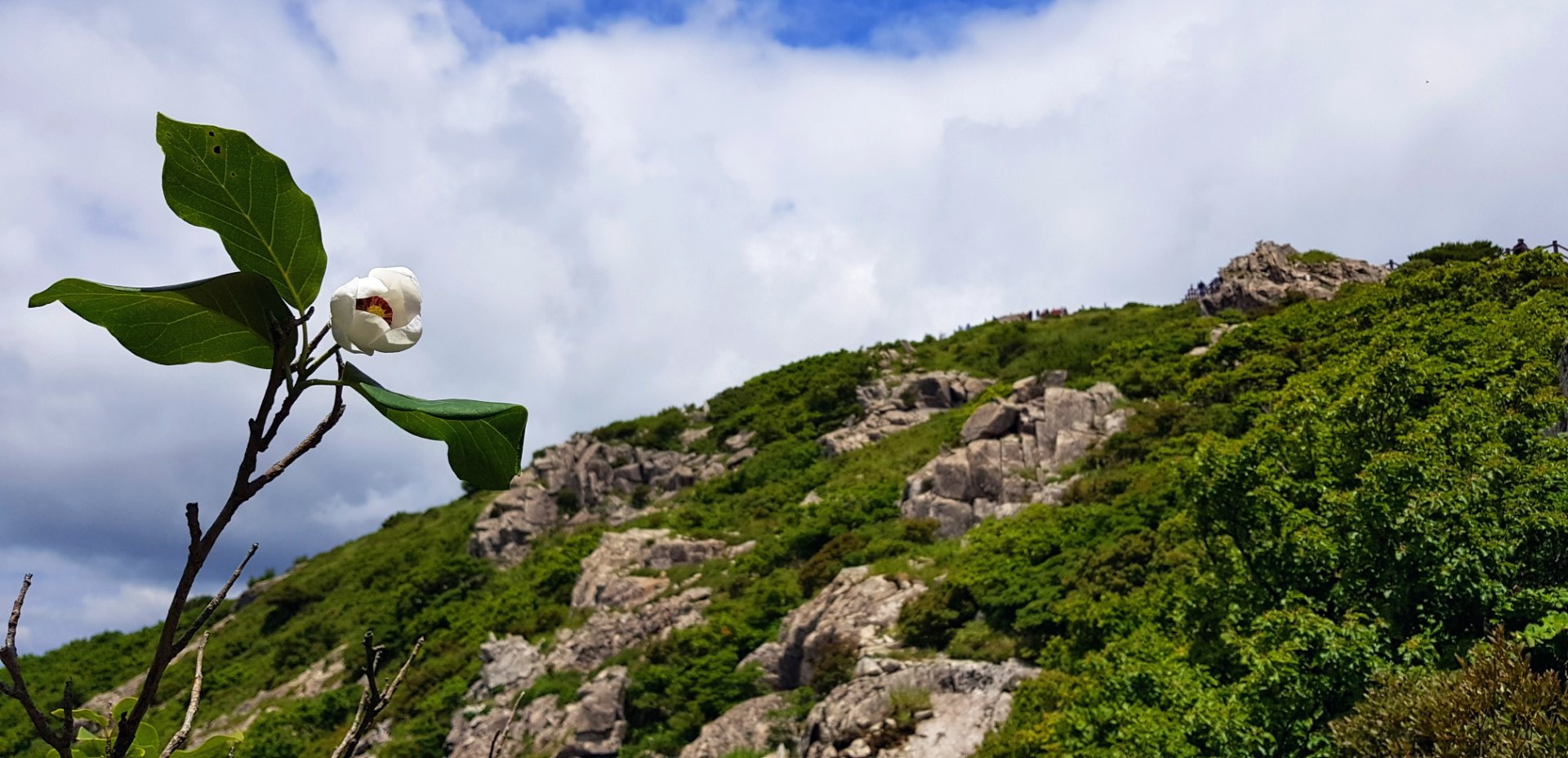 울산 천황산 함박꽃