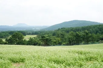2025 제주도 웨이뷰 메밀꽃밭 축제에서 웨이뷰로 사랑하는 사람들과 행복한 시간 보내기_14