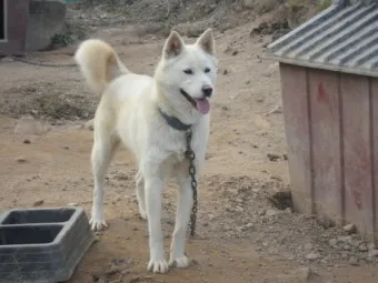 풍산개 분양 가격 수명 성격 장점 단점_23