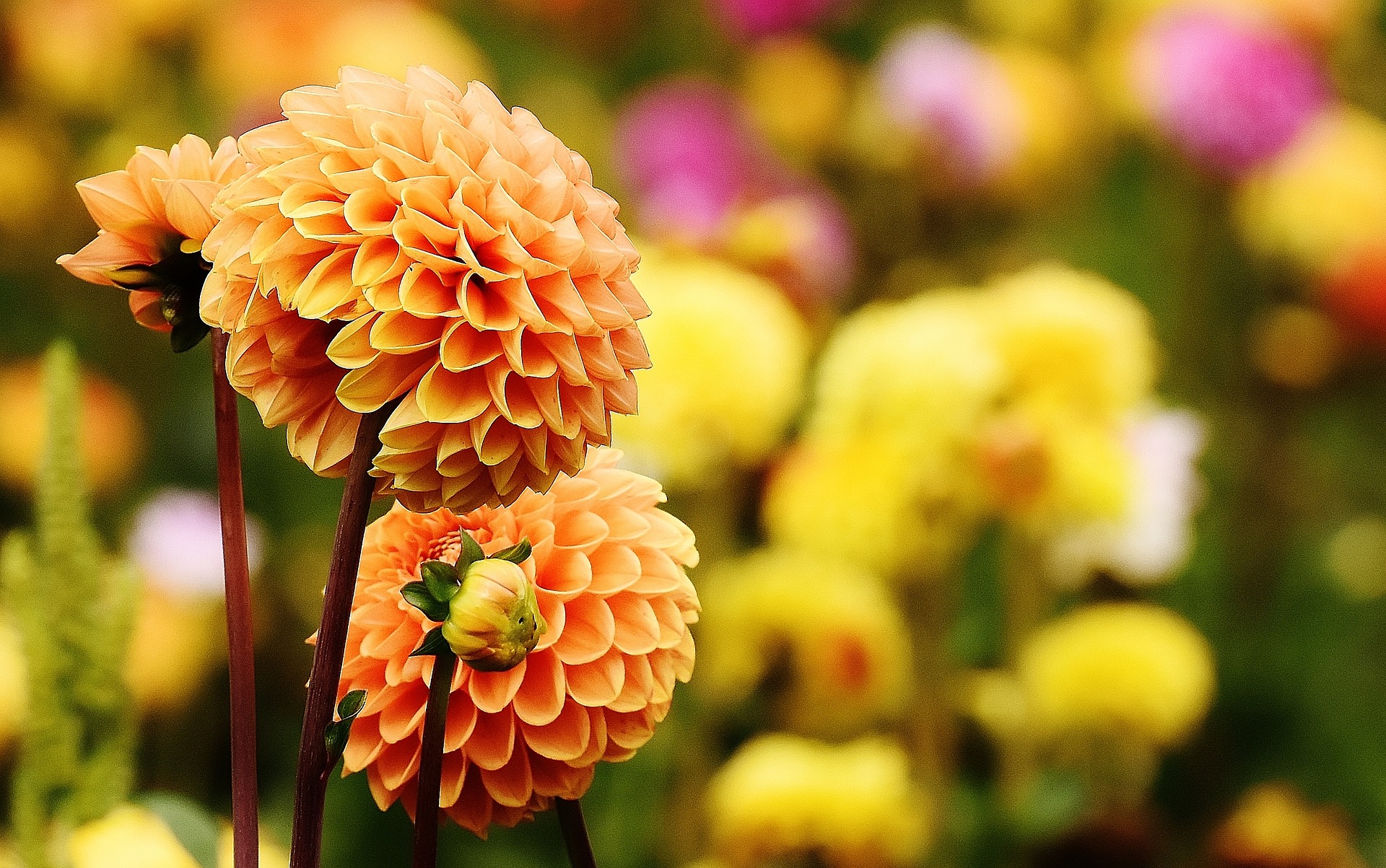 꽃말]국화꽃 특징, 색깔별 꽃말