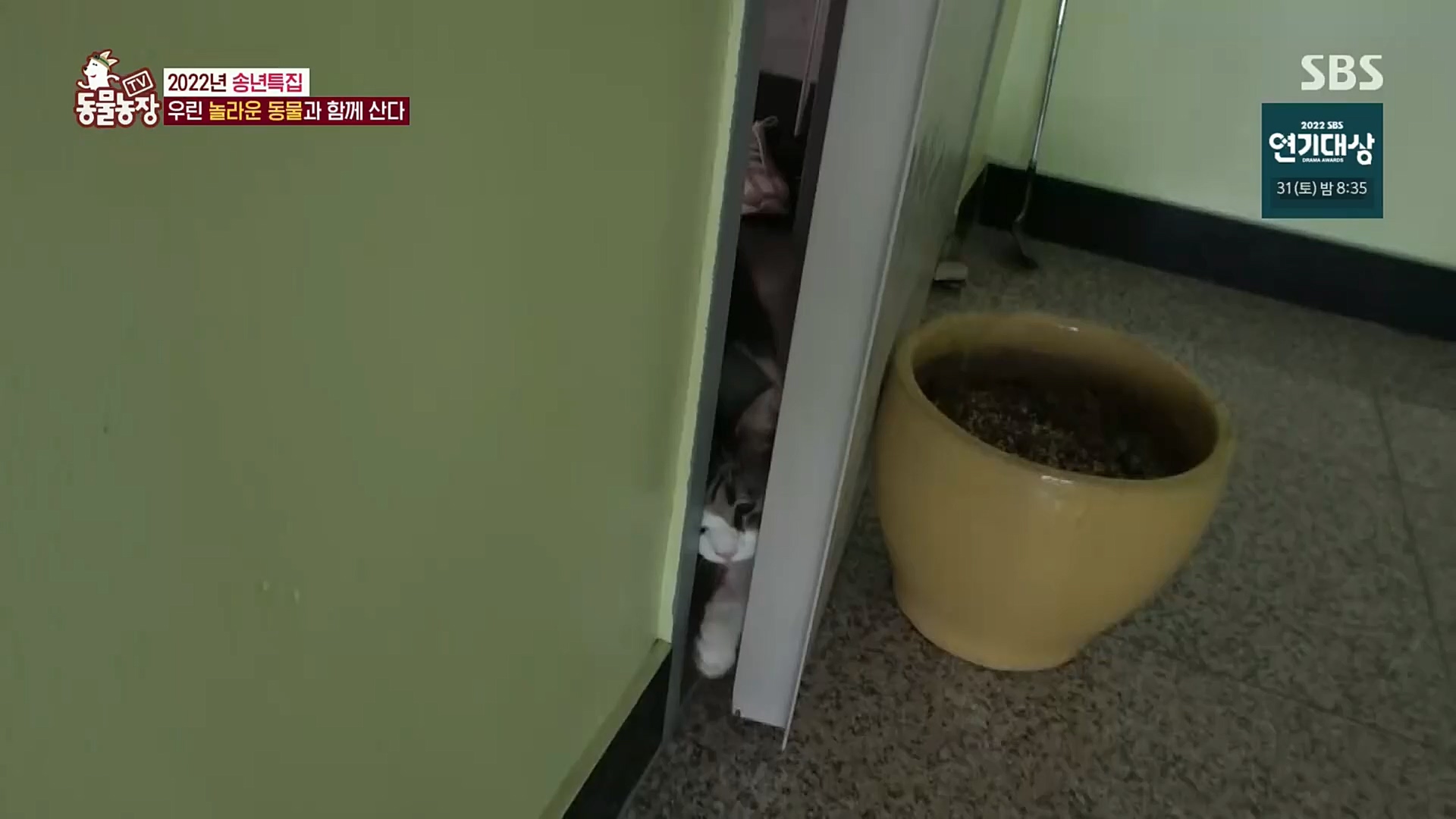 TV 동물농장.E1101.221225p.H264-F1RST.mp4_20221225_190252.055.jpg