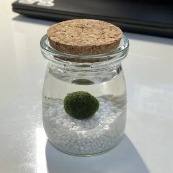 마리모 키우기 세트 밥 번식 먹이 죽음_14
