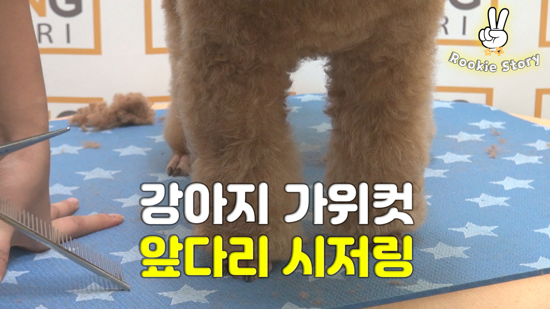  애견 셀프 미용 강아지 푸들 앞다리 시저링 가위컷하는 방법