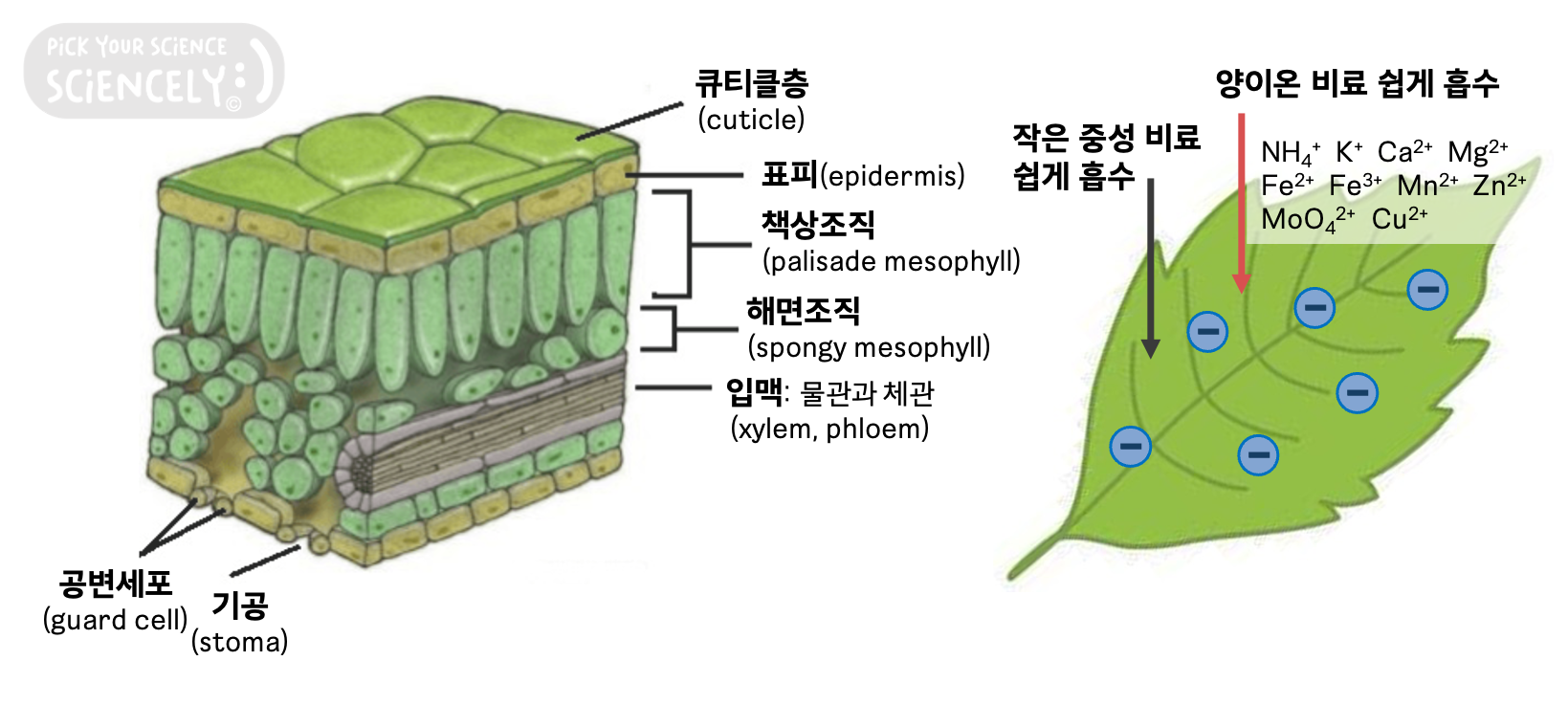 엽면시비 식물 식물체 잎 표면 큐티클층 비료 흡수 투과,