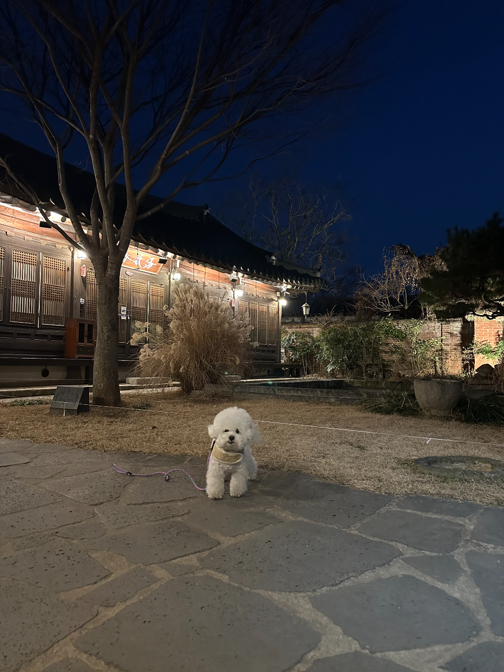 동락원 나가는길에 사진찍히고 있는 강아지